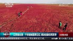 江苏连云港：千余亩碱蓬草泛红 滩涂迎最佳观赏季