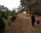 Rex Christmas Tree Farm