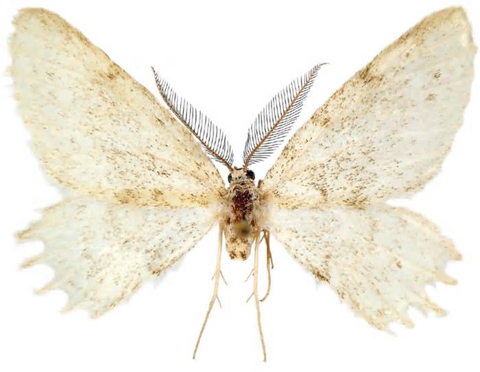 科学家在欧洲发现神秘的蛾类新物种Mirlatia arcuata