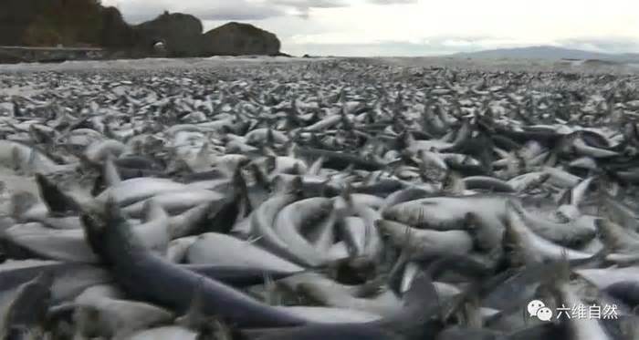 日本北海道出现沙丁鱼大量死亡，蔓延长100米，居民需警惕或禁食