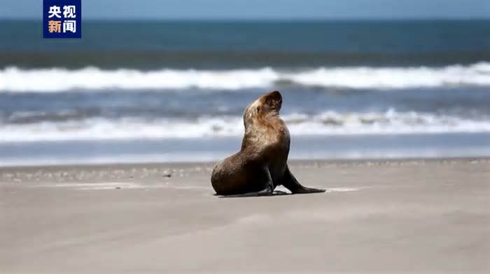 巴西超900头海豹海狮死于禽流感