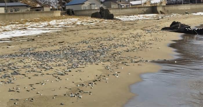 日本北海道海岸再现大量死亡沙丁鱼