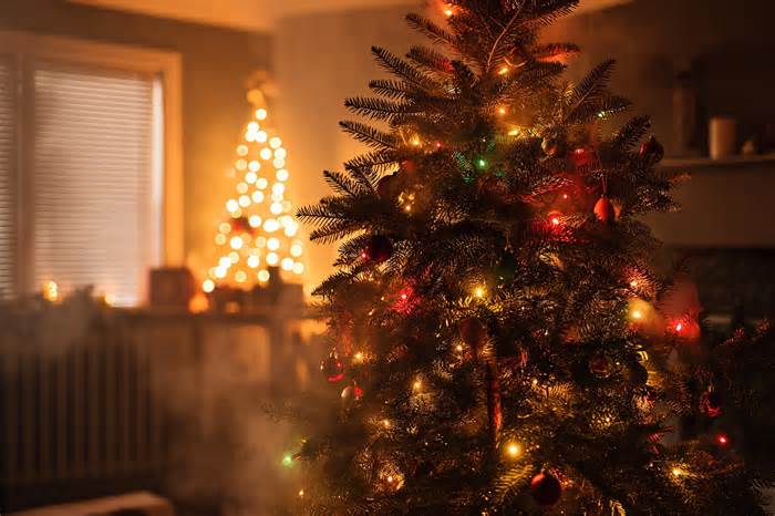 研究人员关注圣诞树及其对室内空气化学的无形影响